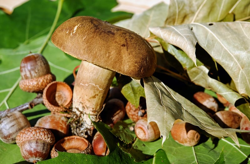 Edible Blooms
